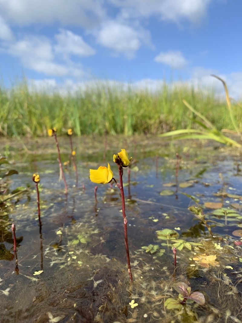 Utricularia vulgaris photo 3