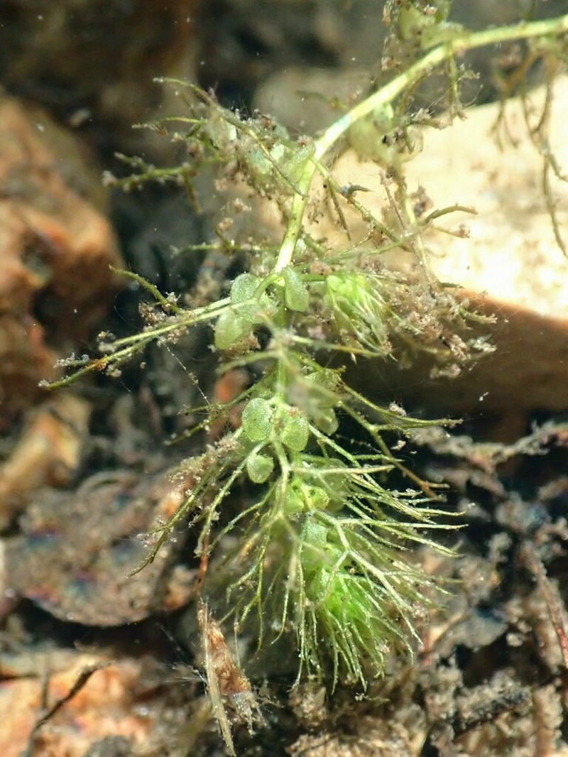 Utricularia vulgaris photo 4