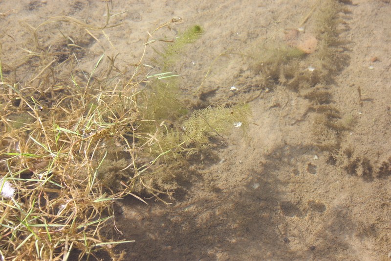 Utricularia vulgaris photo 5