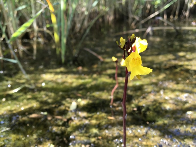 Utricularia vulgaris photo 6