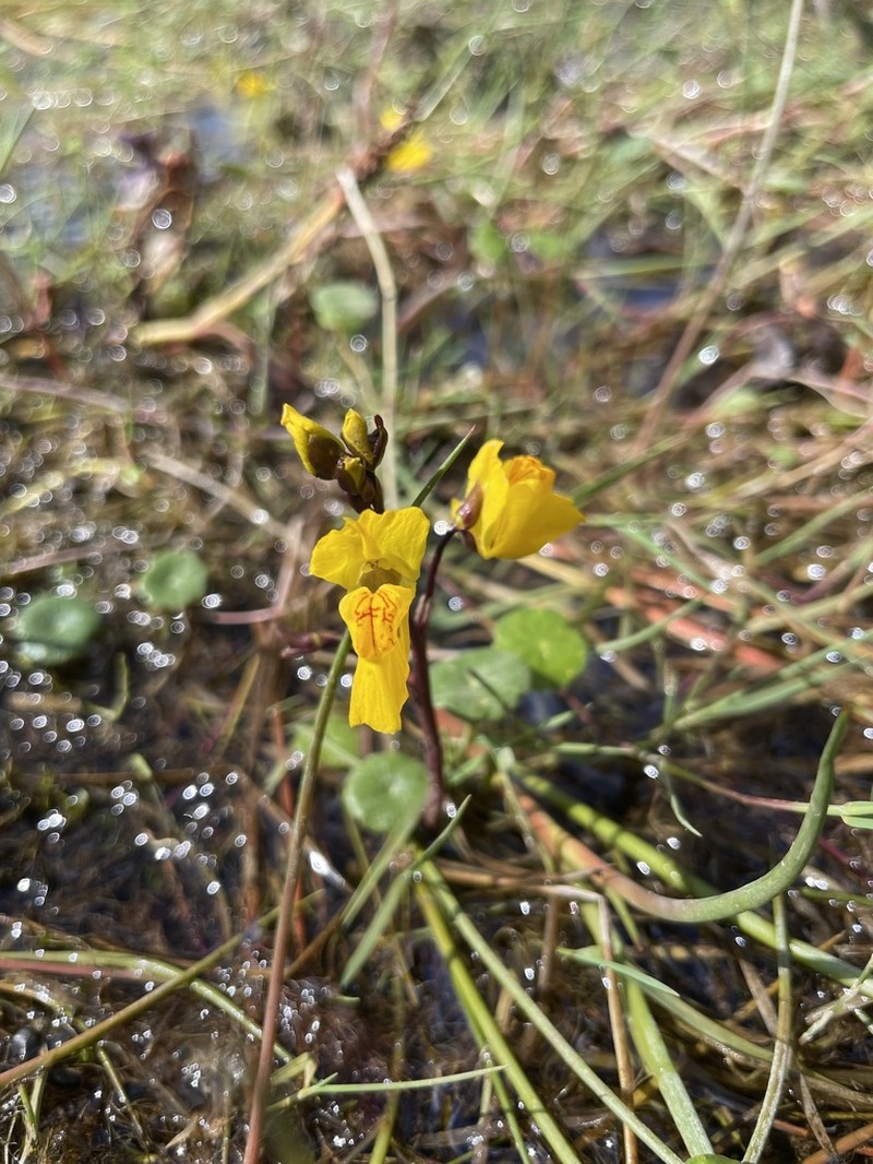 Utricularia vulgaris photo 7