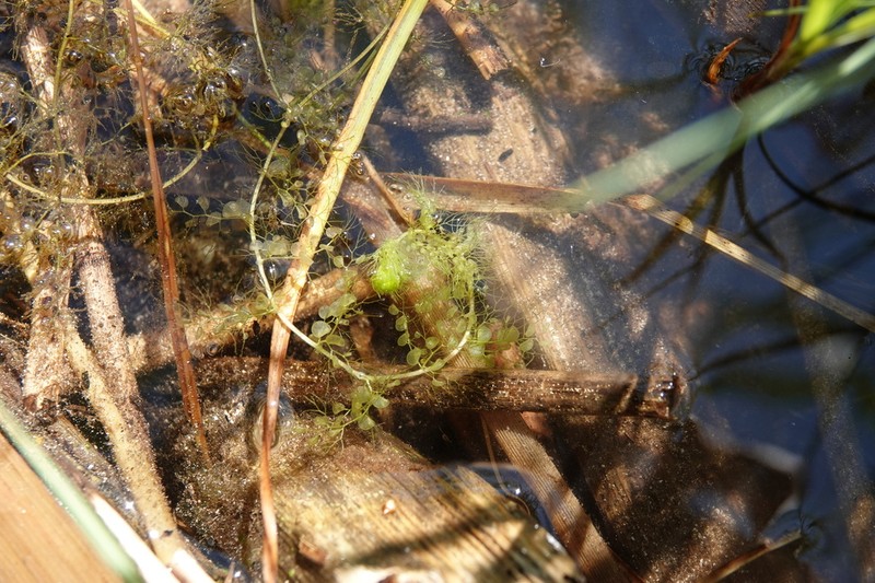 Utricularia vulgaris photo 8