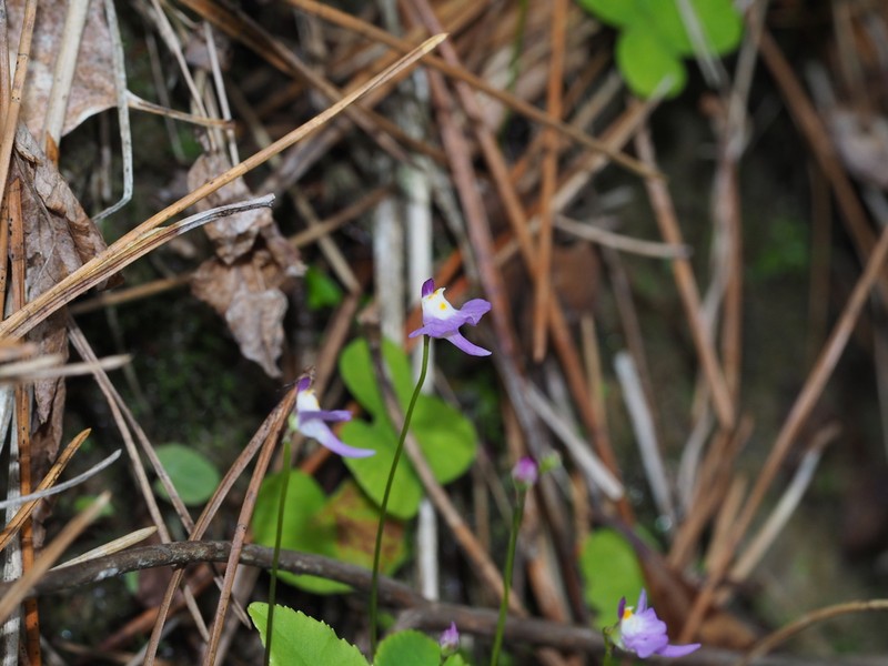 Utricularia warburgii photo 2
