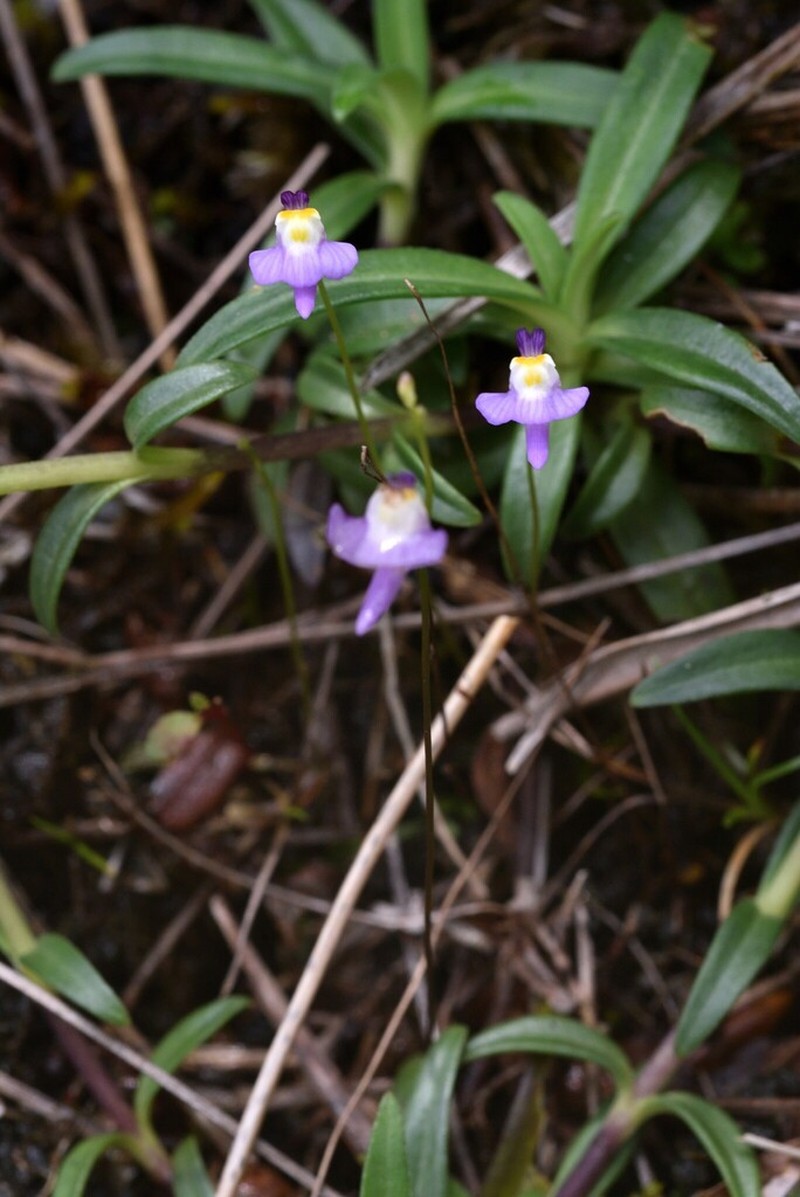 Utricularia warburgii photo 3