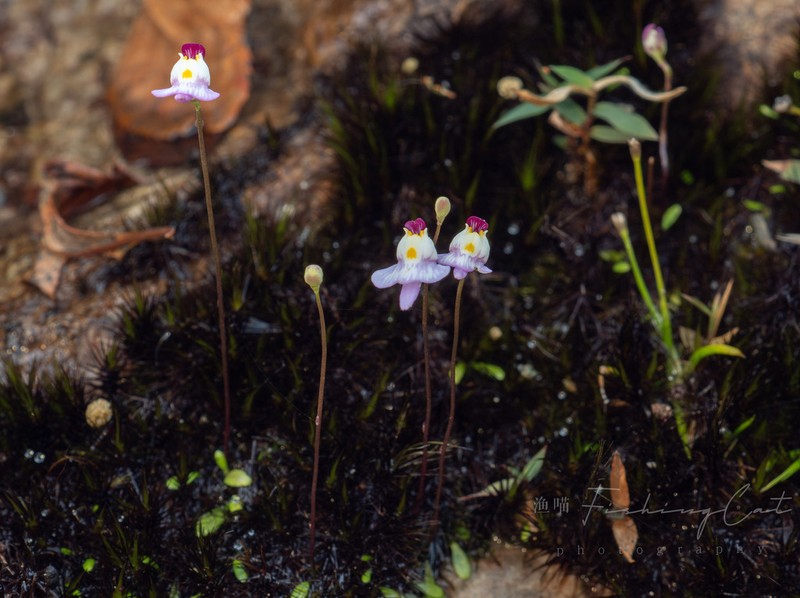 Utricularia warburgii photo 4