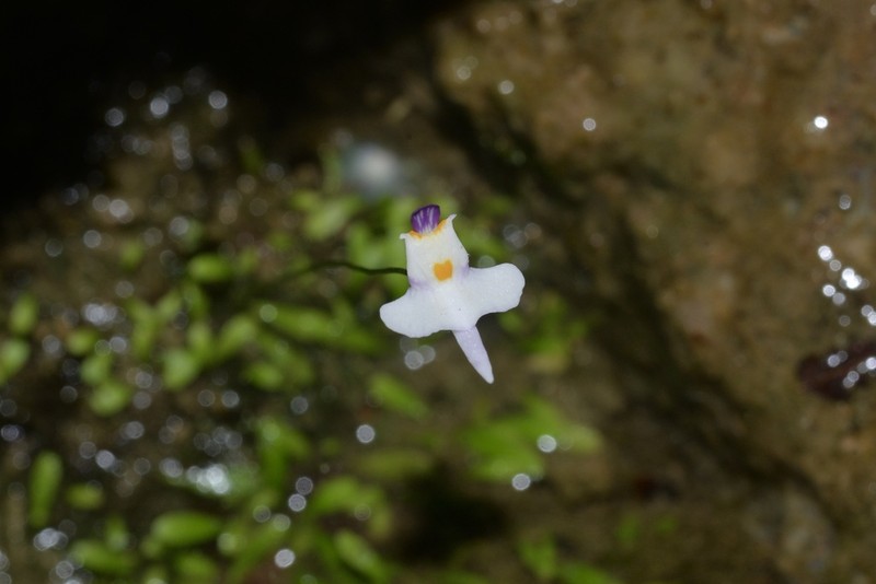 Utricularia warburgii photo 5