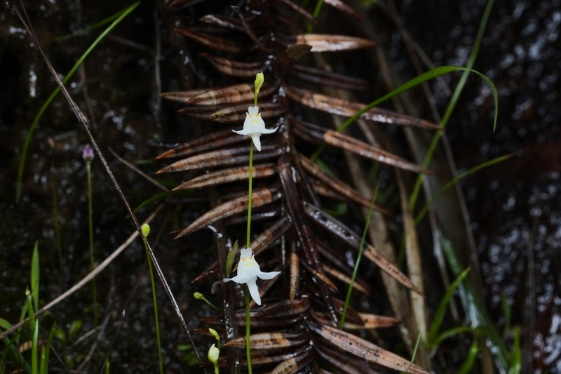 Utricularia warburgii photo 6
