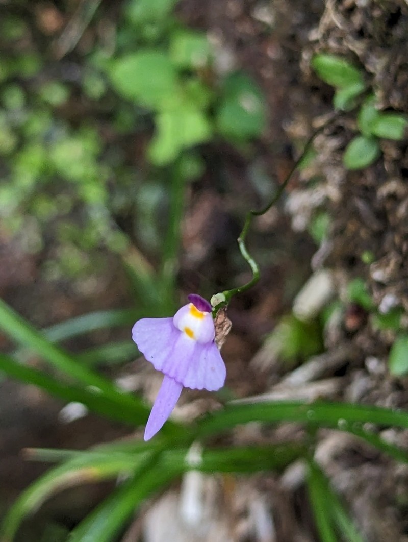 Utricularia warburgii photo 7