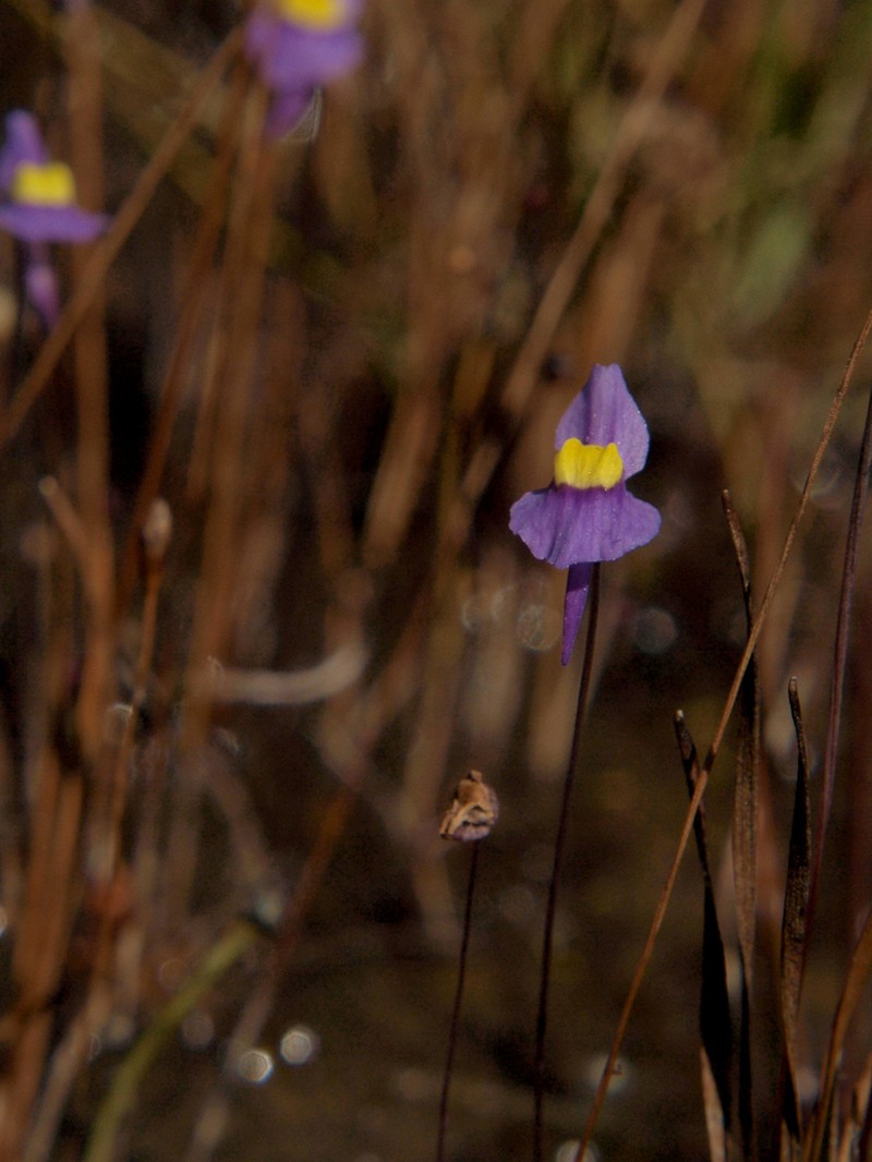 Utricularia welwitschii