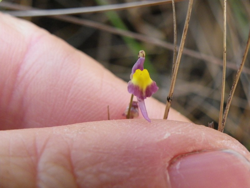 Utricularia welwitschii photo 2