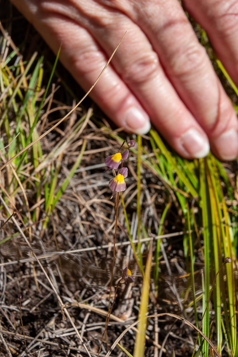 Utricularia welwitschii photo 3