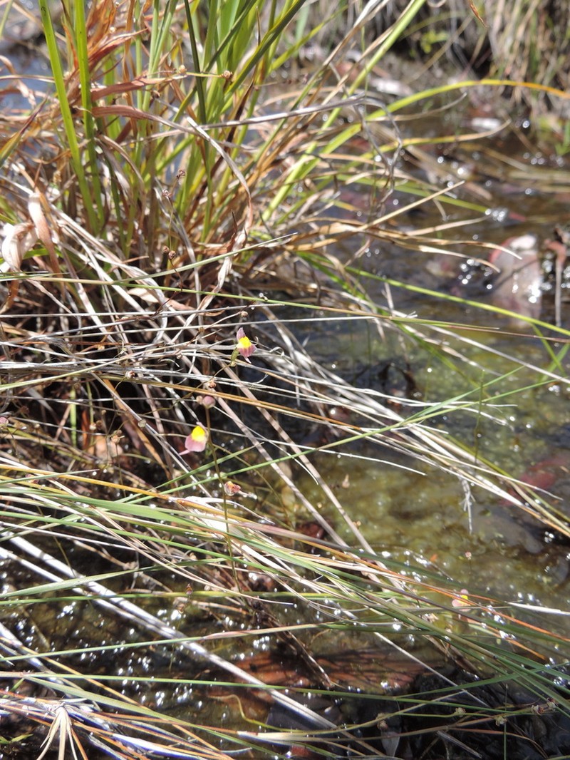 Utricularia welwitschii photo 4