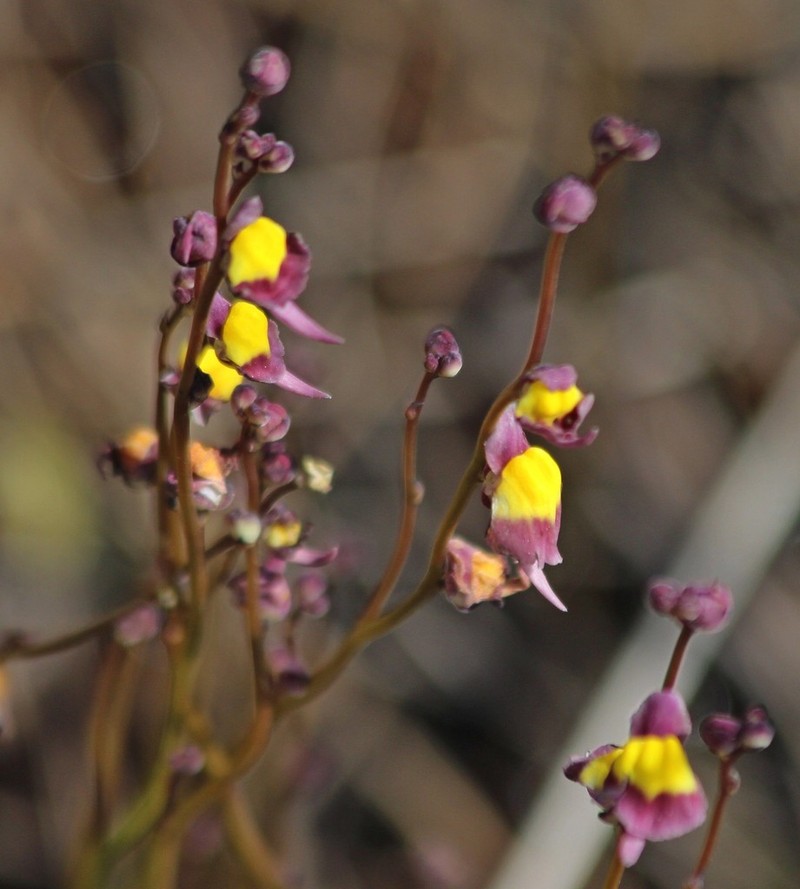 Utricularia welwitschii photo 5
