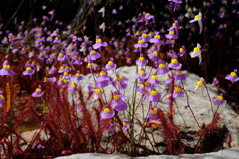 Utricularia welwitschii photo 6