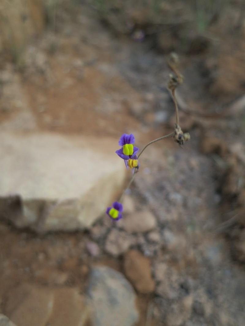 Utricularia welwitschii photo 7