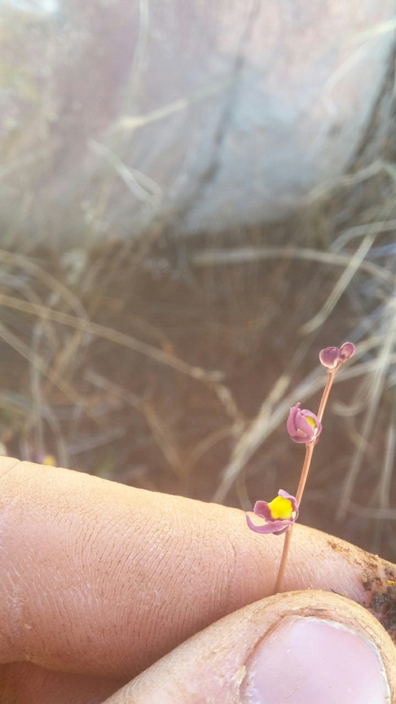Utricularia welwitschii photo 8