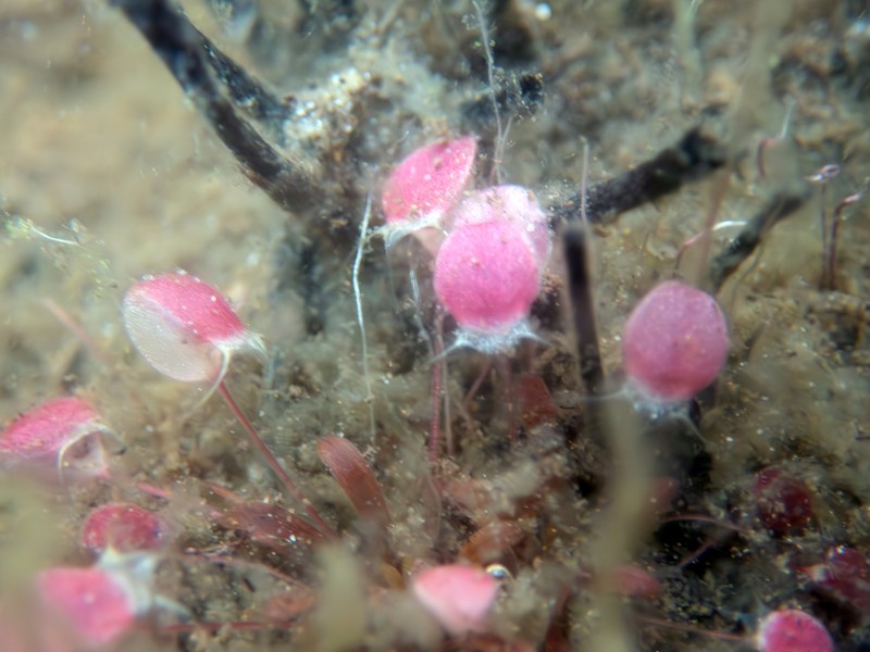 Utricularia westonii