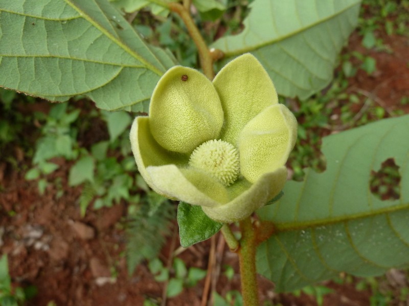 Uvaria afzelii