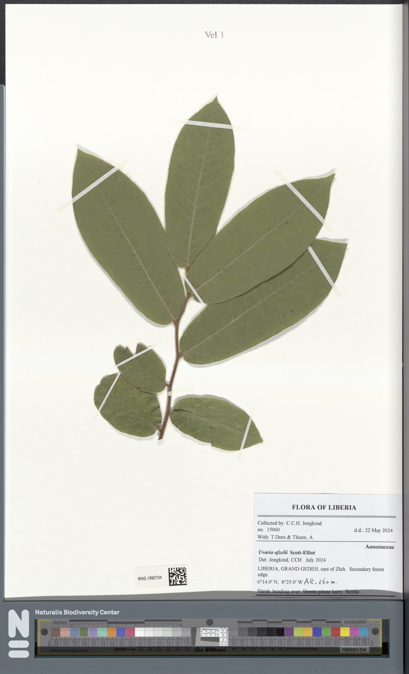 Uvaria afzelii photo 3