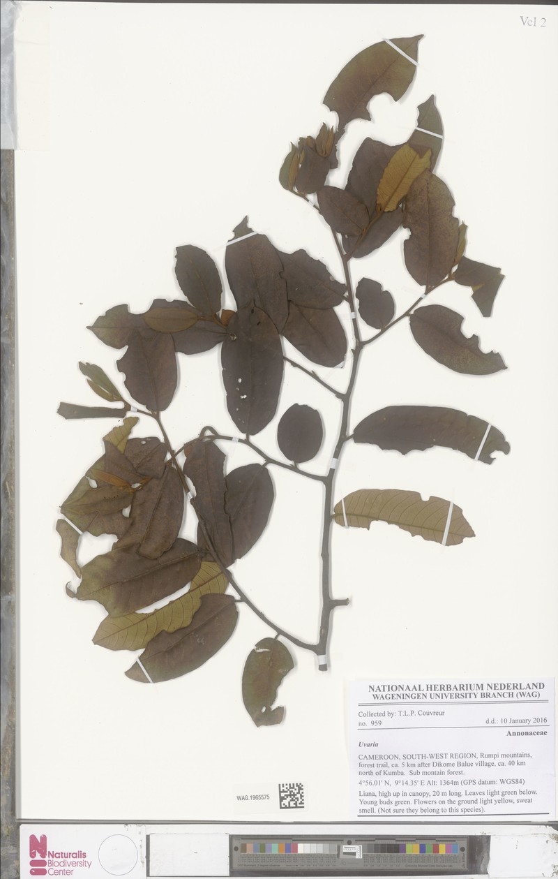 Uvaria anisotricha