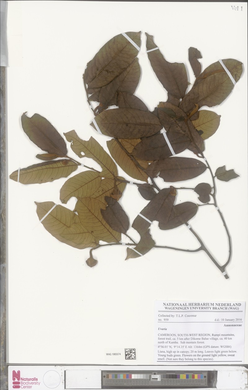 Uvaria anisotricha photo 2