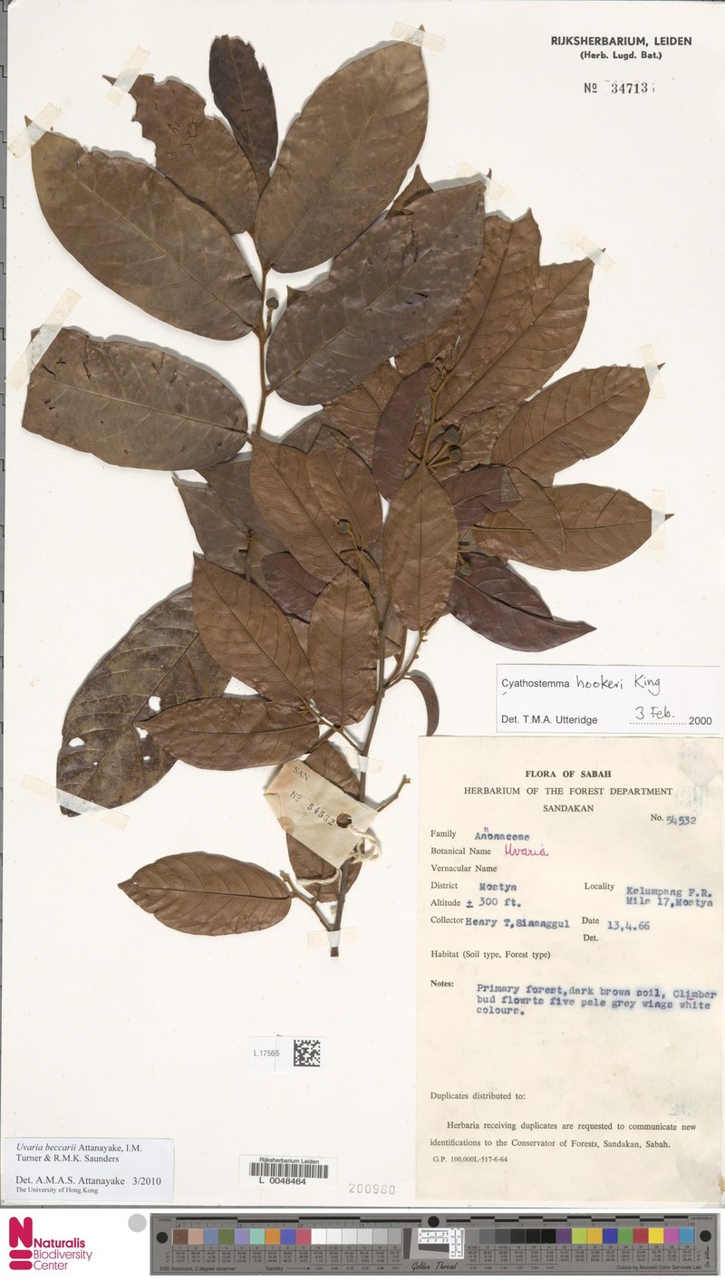 Uvaria beccarii