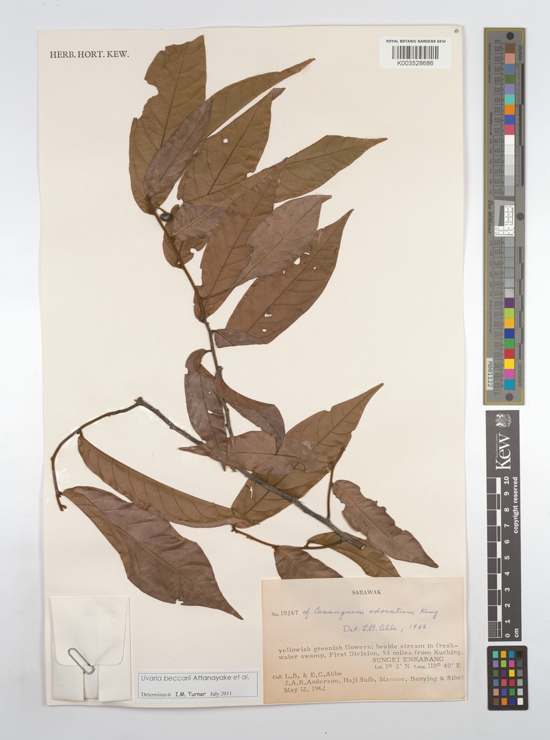 Uvaria beccarii photo 2