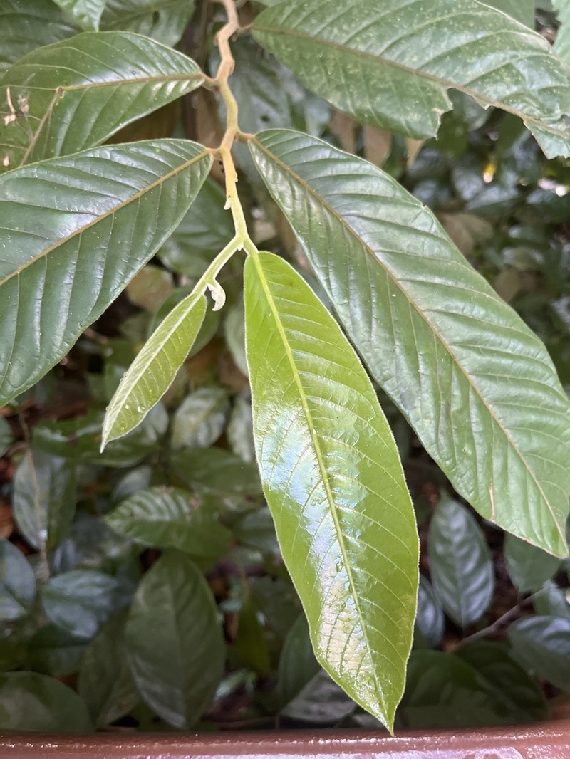 Uvaria blumei