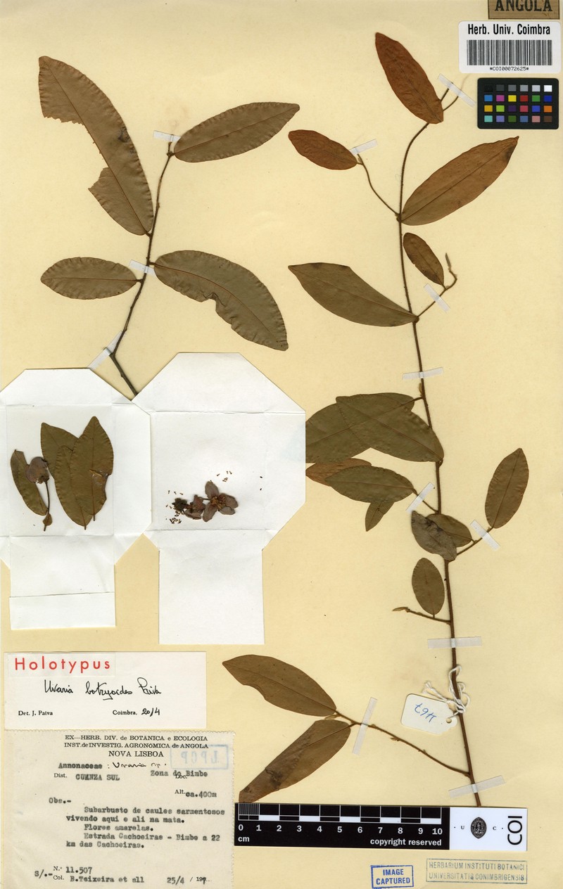 Uvaria botryoides