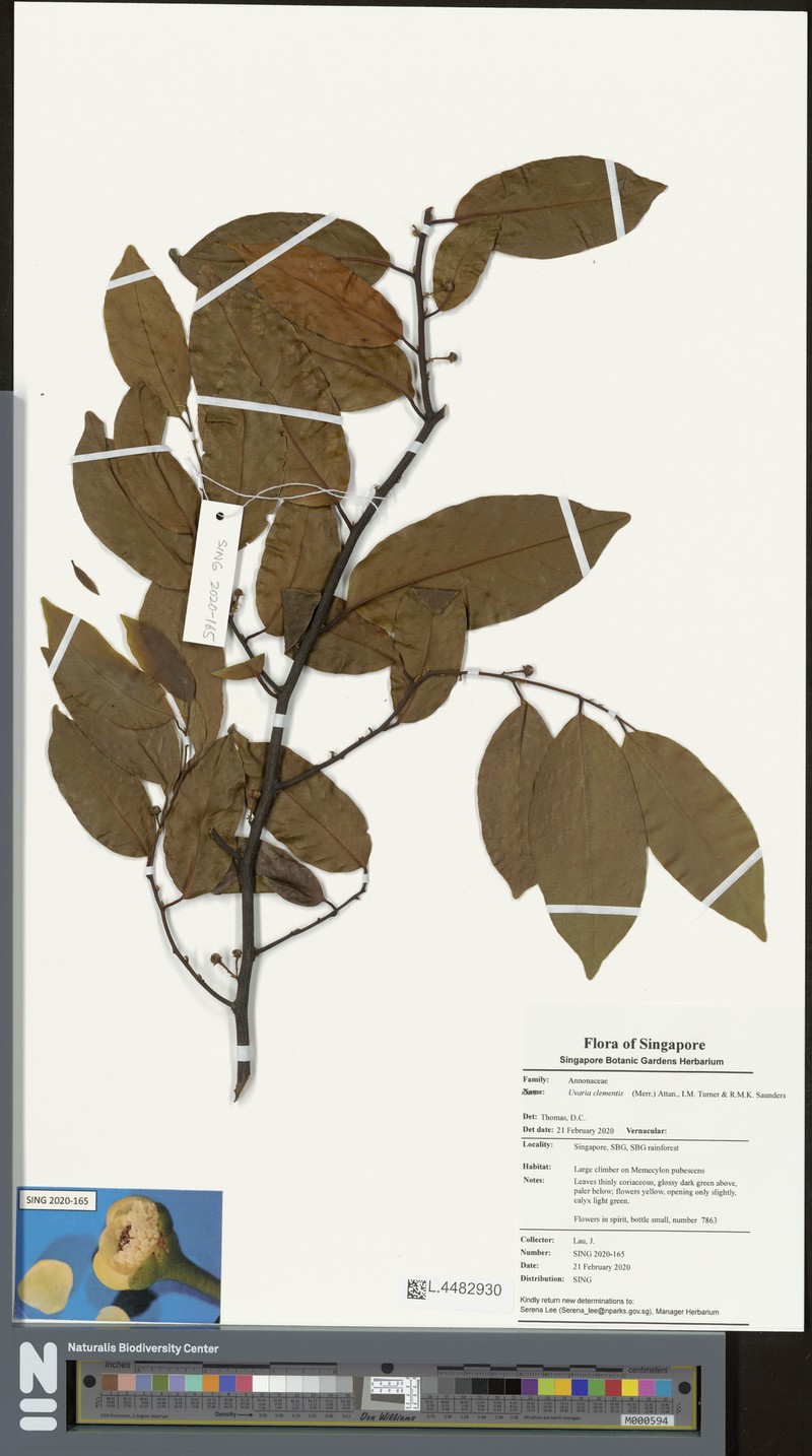 Uvaria clementis