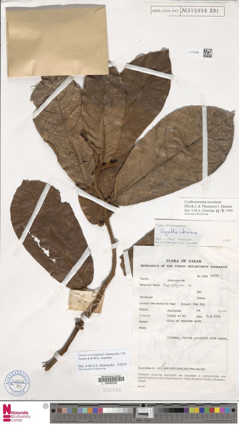 Uvaria curvistipitata