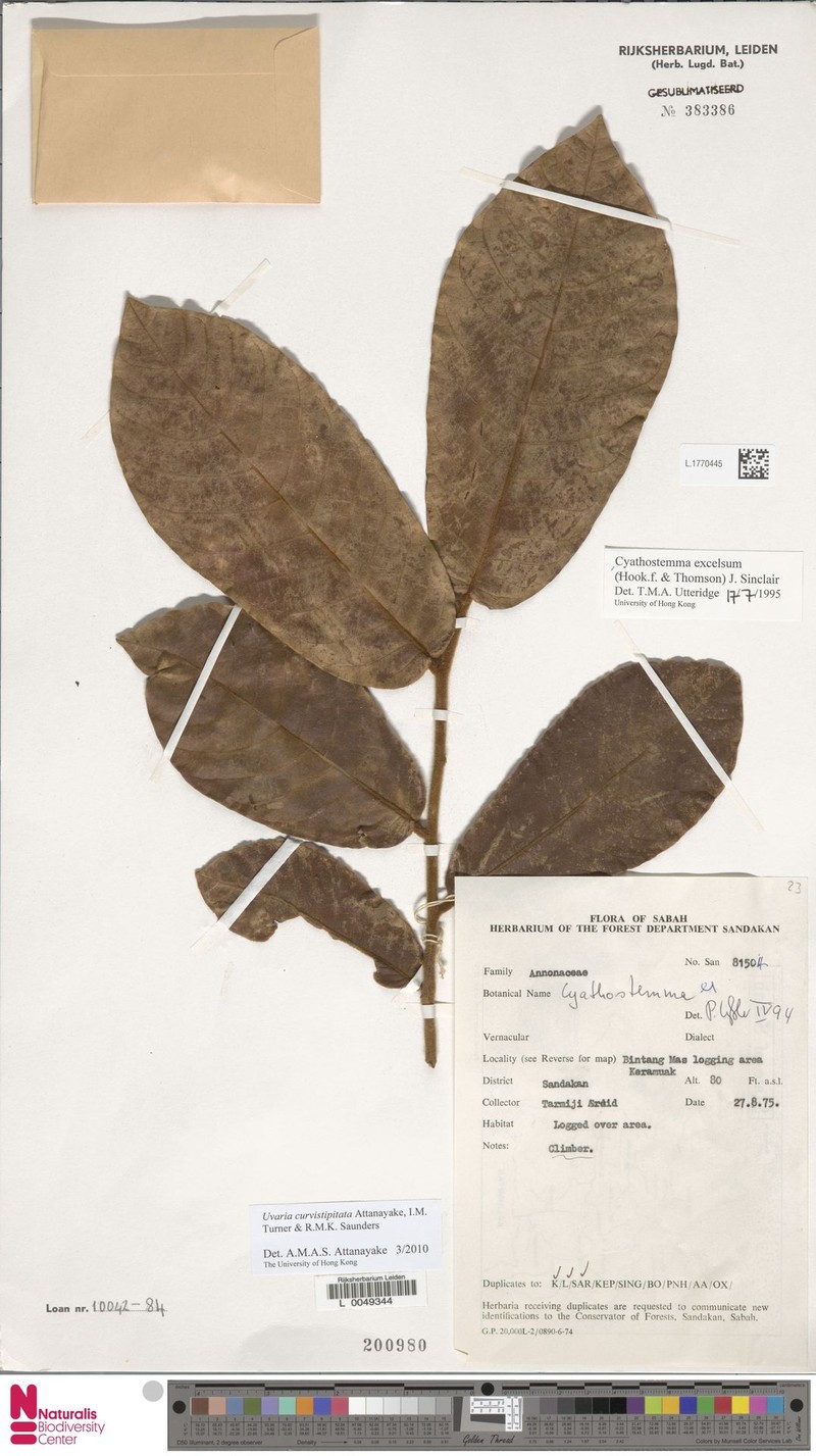 Uvaria curvistipitata photo 2