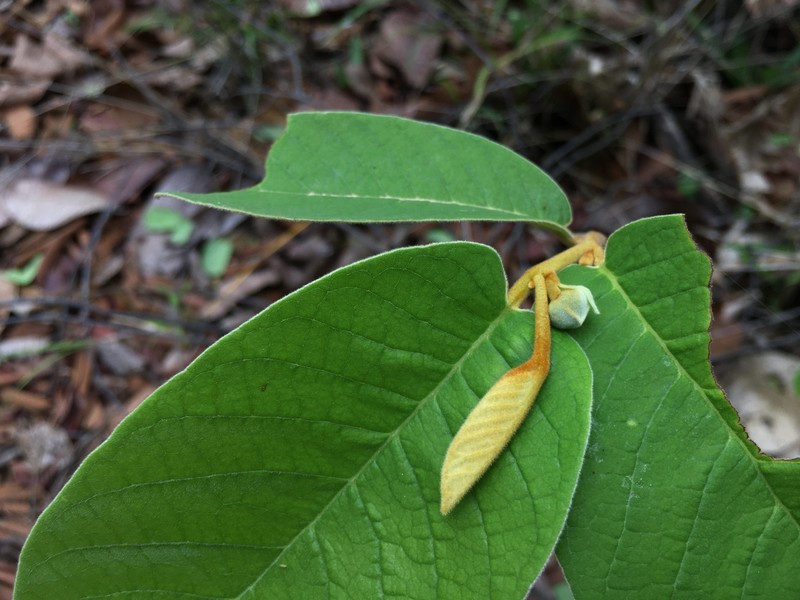 Uvaria ferruginea var. cherrevensis
