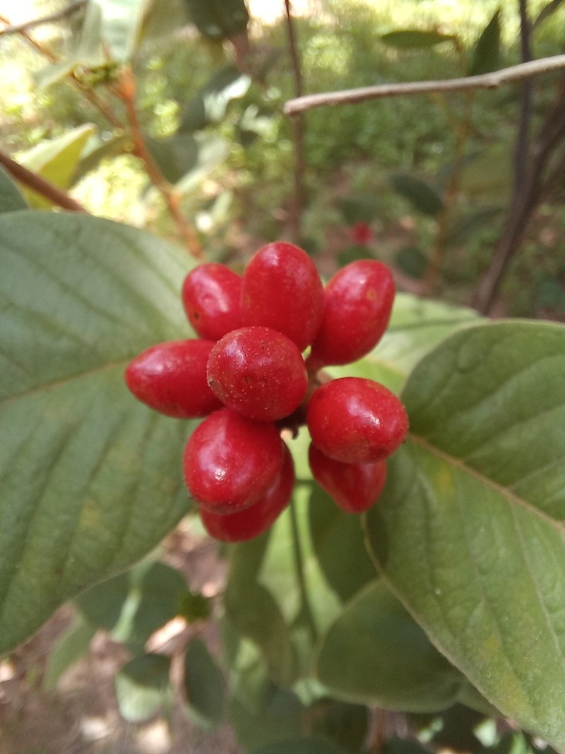 Uvaria ferruginea var. cherrevensis photo 2