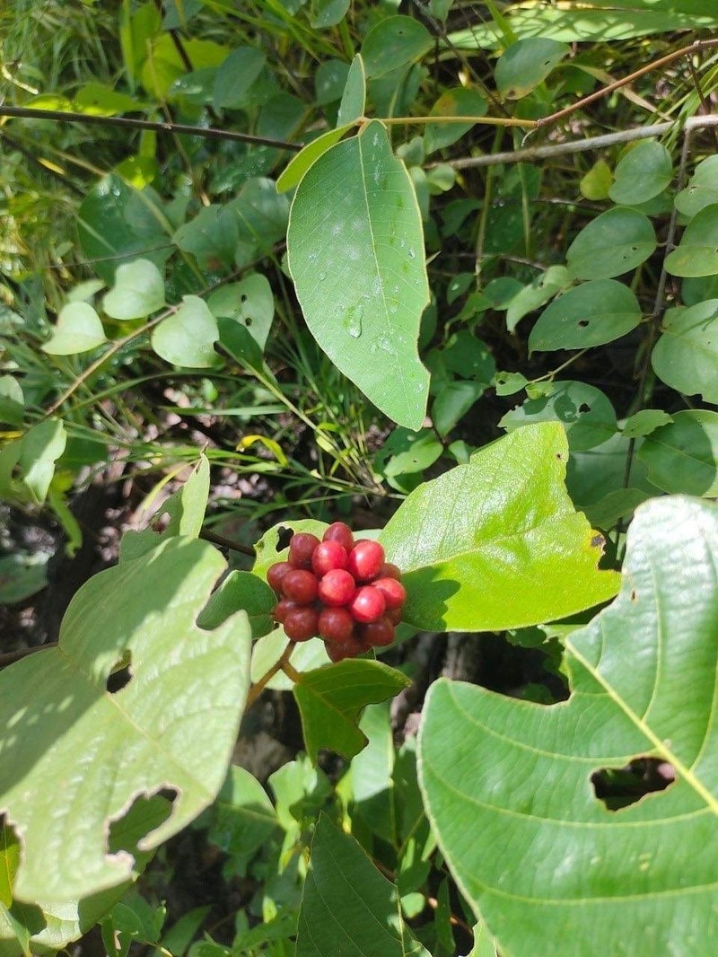 Uvaria ferruginea var. cherrevensis photo 3