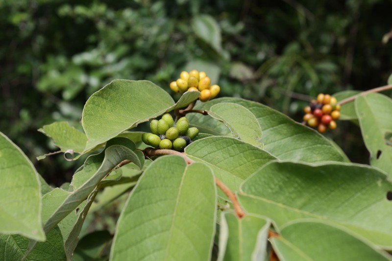 Uvaria ferruginea var. cherrevensis photo 4