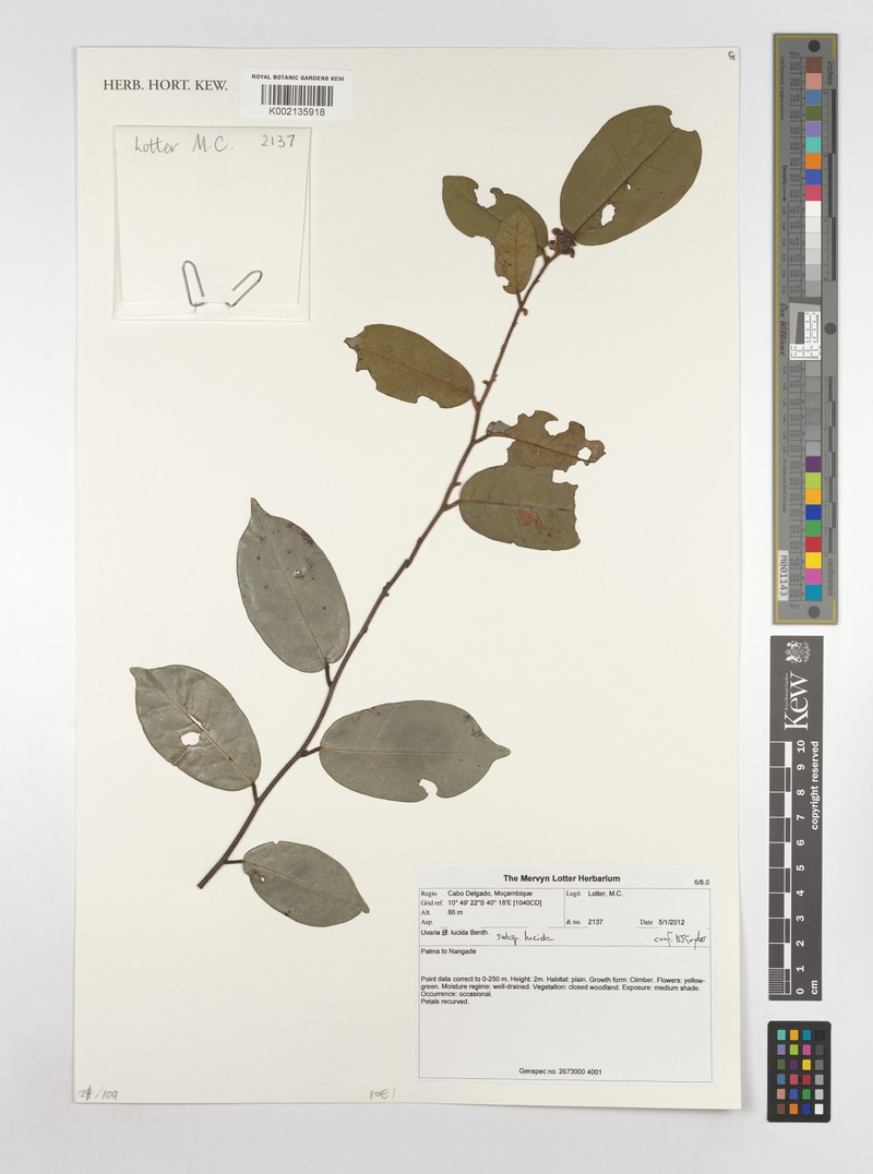 Uvaria lucida subsp. lucida photo 2