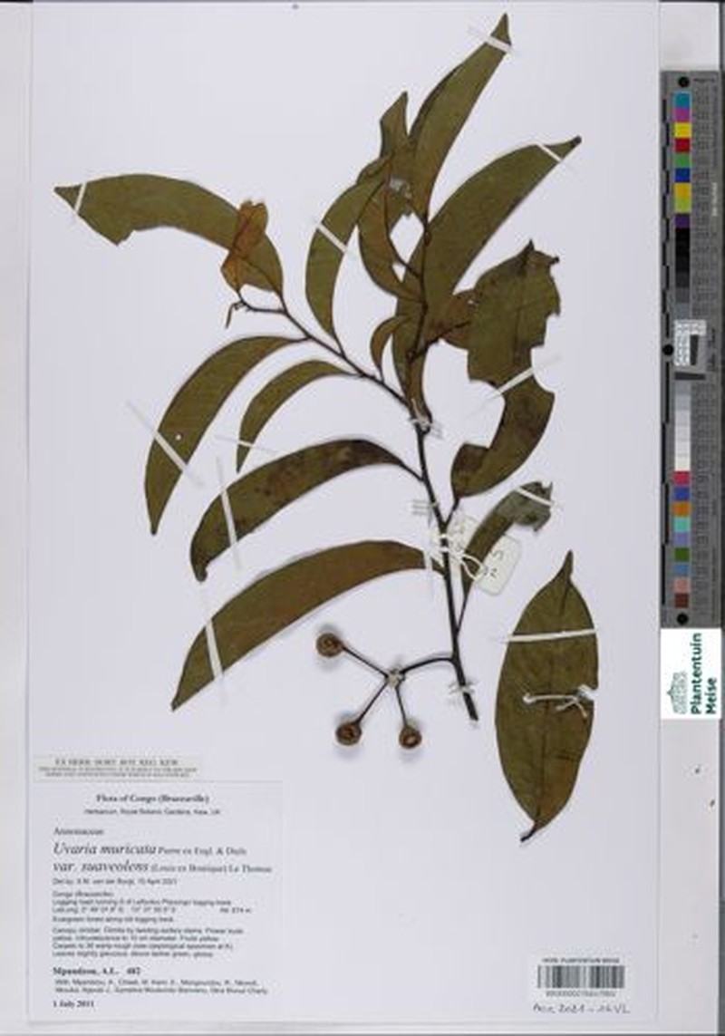 Uvaria muricata var. suaveolens