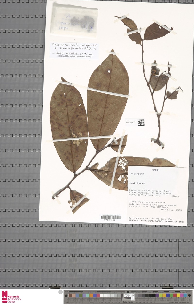 Uvaria muricata var. suaveolens photo 2