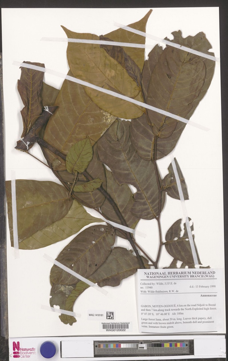 Uvaria muricata var. yalingensis