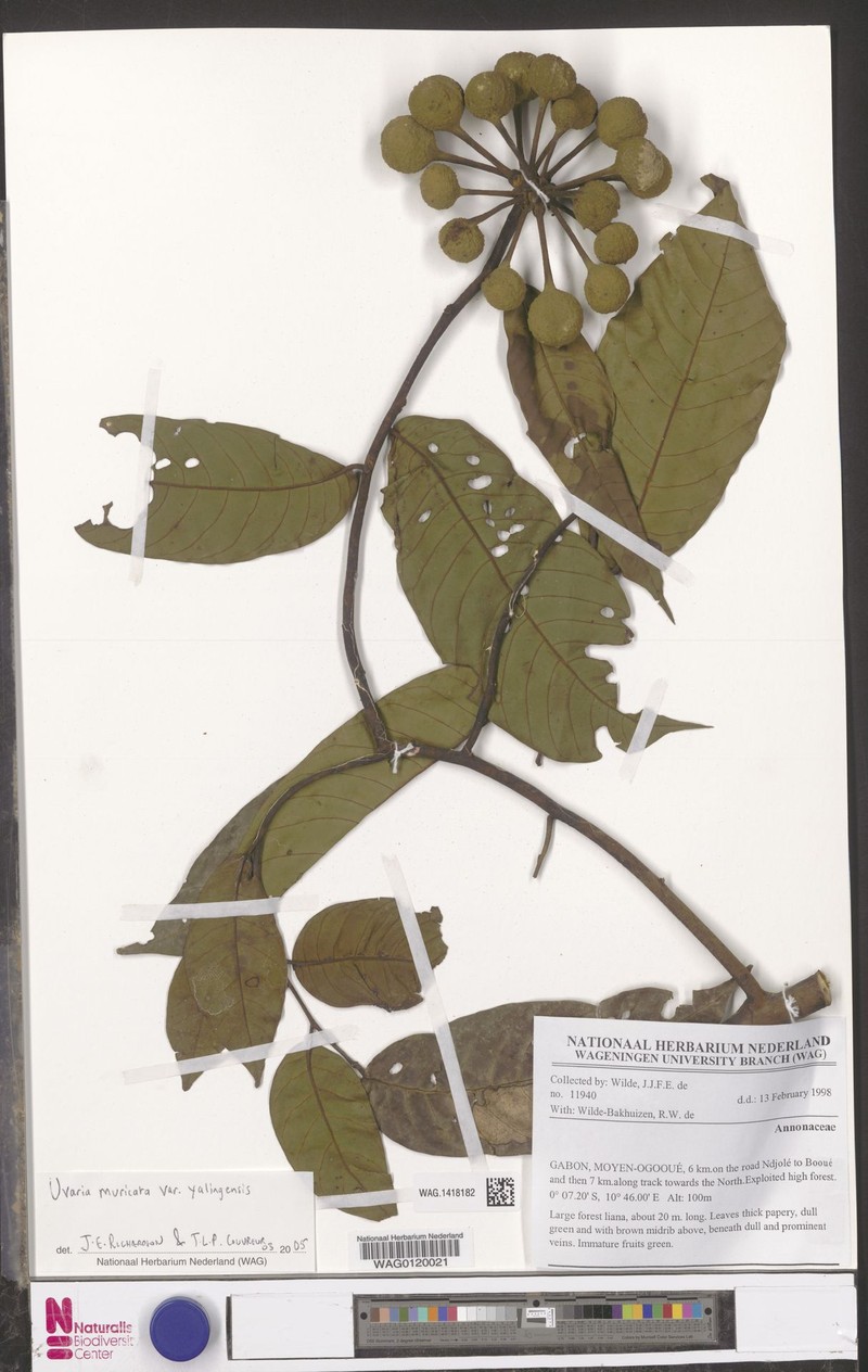 Uvaria muricata var. yalingensis photo 2