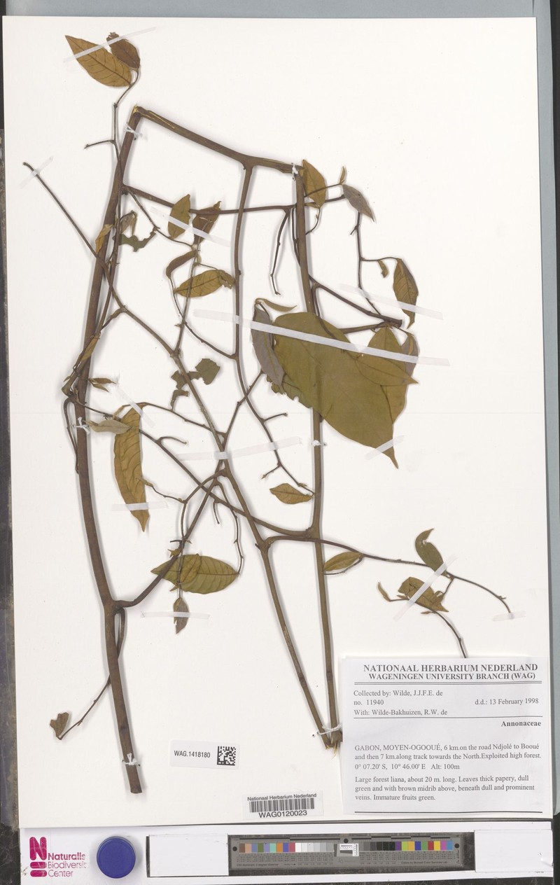 Uvaria muricata var. yalingensis photo 3