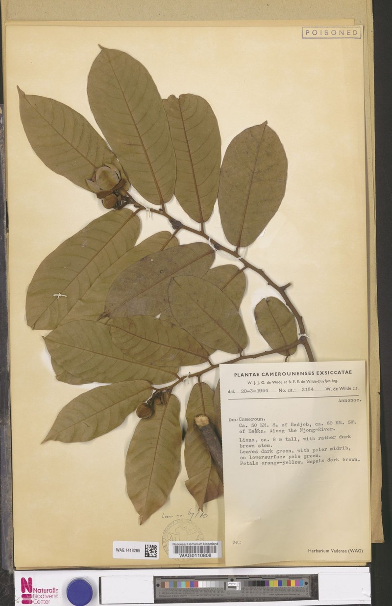 Uvaria muricata var. yalingensis photo 4
