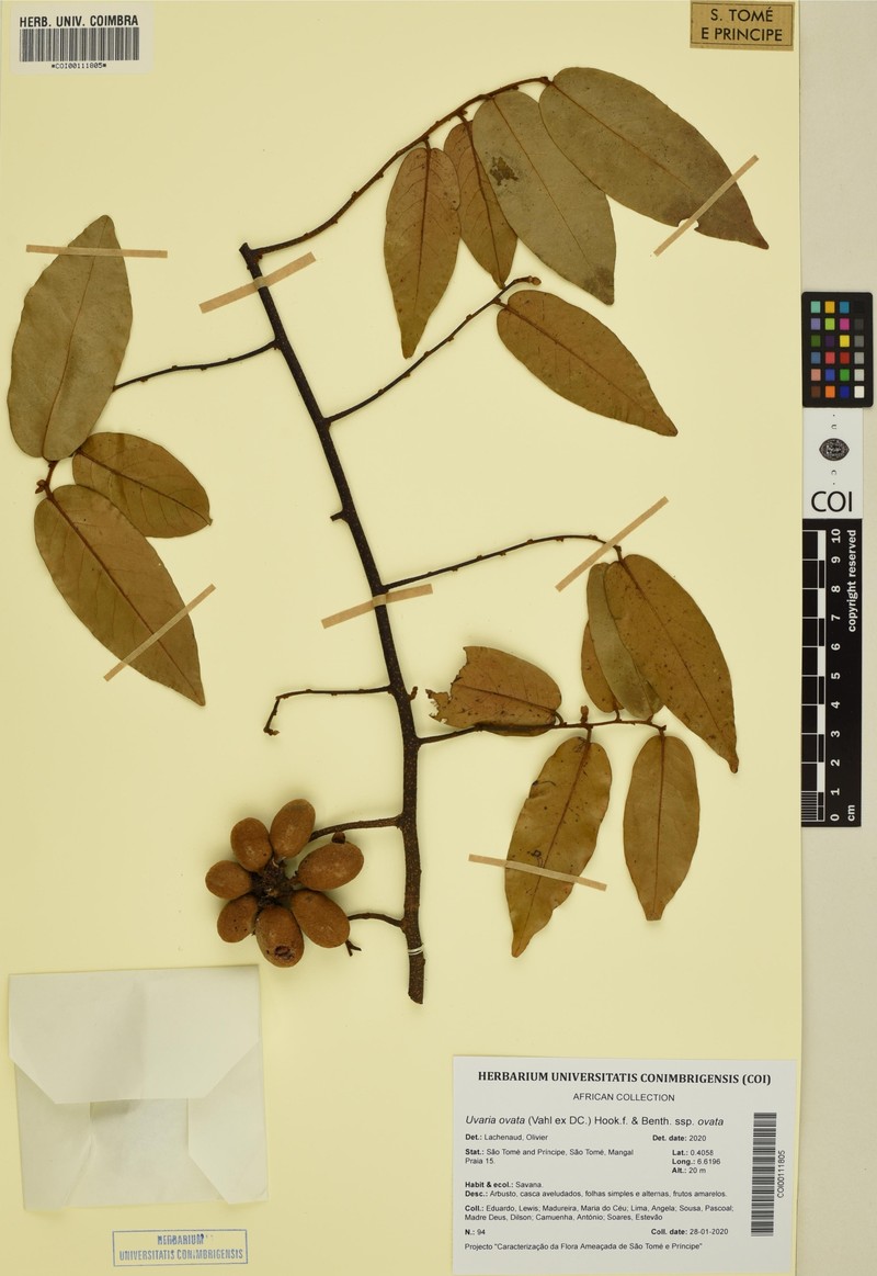 Uvaria ovata subsp. ovata