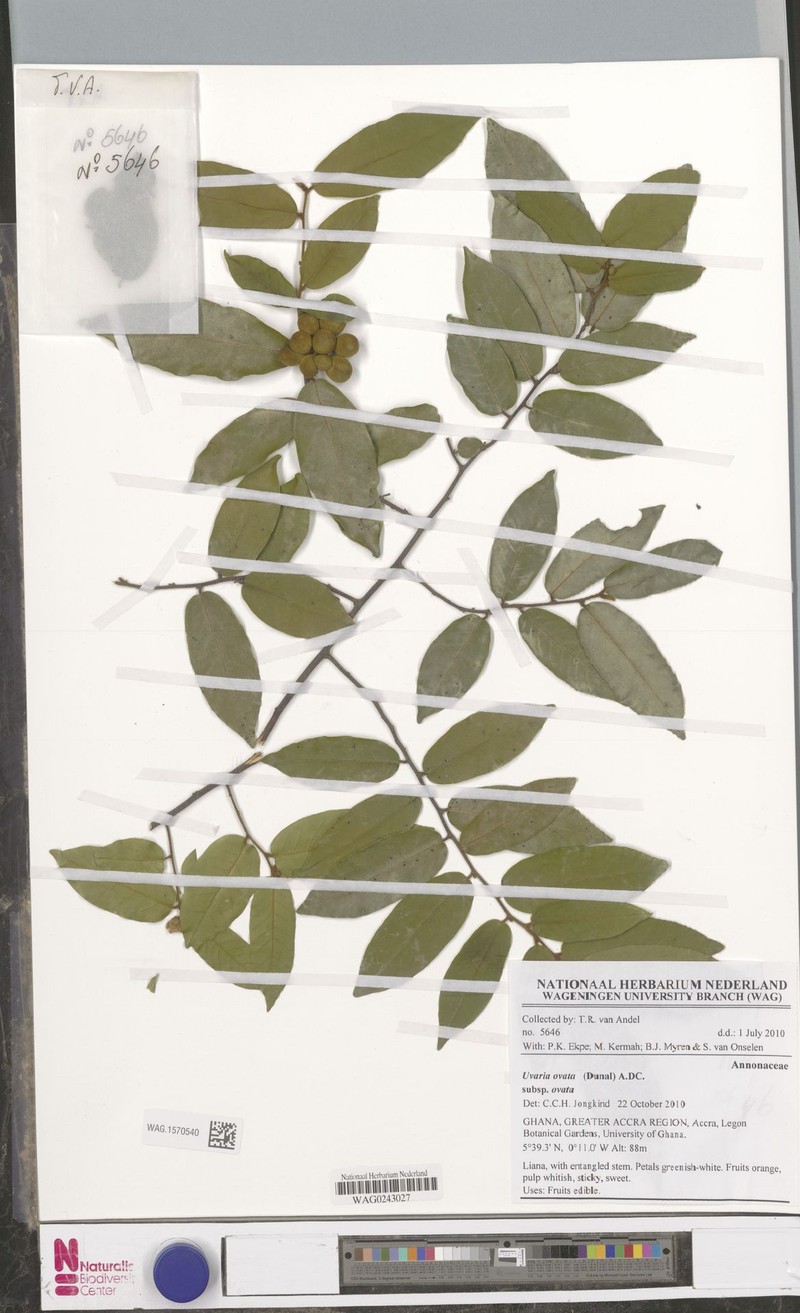 Uvaria ovata subsp. ovata photo 2