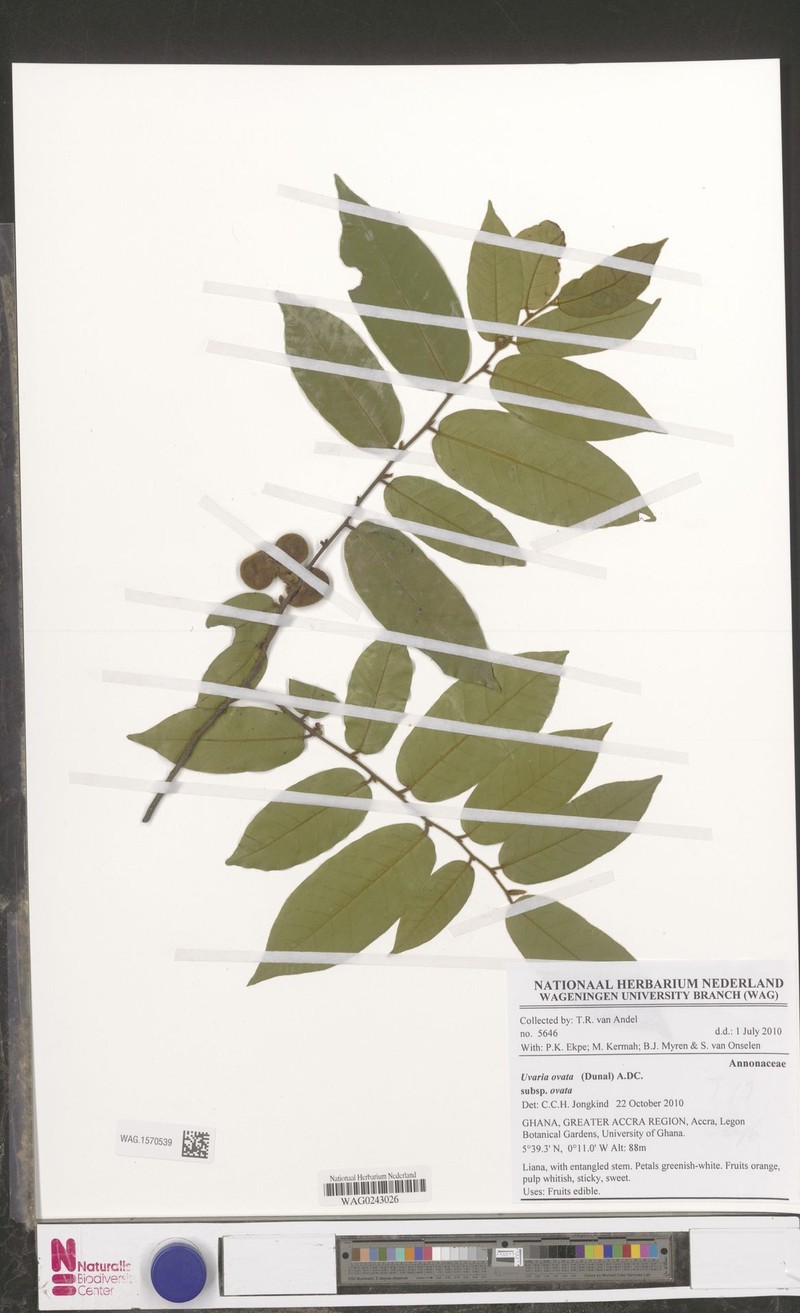 Uvaria ovata subsp. ovata photo 3