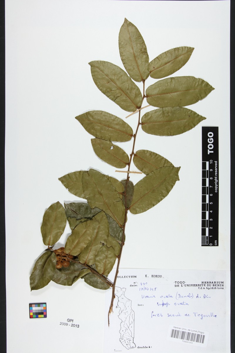 Uvaria ovata subsp. ovata photo 4