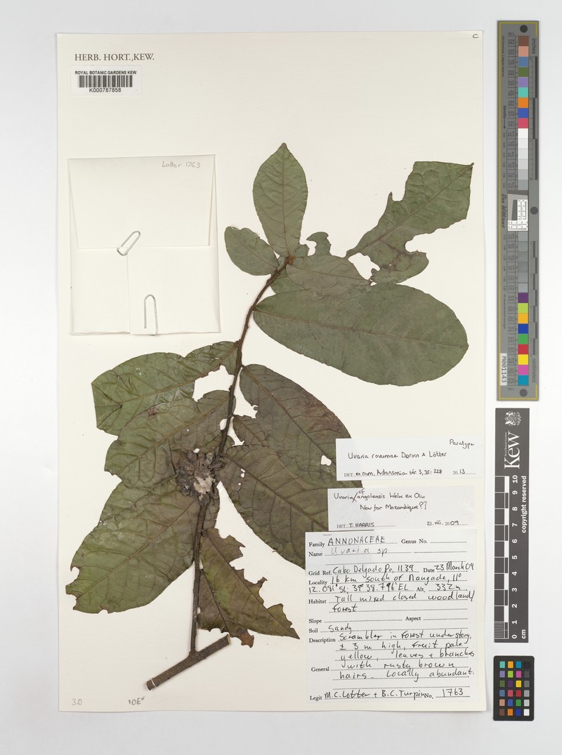 Uvaria rovumae