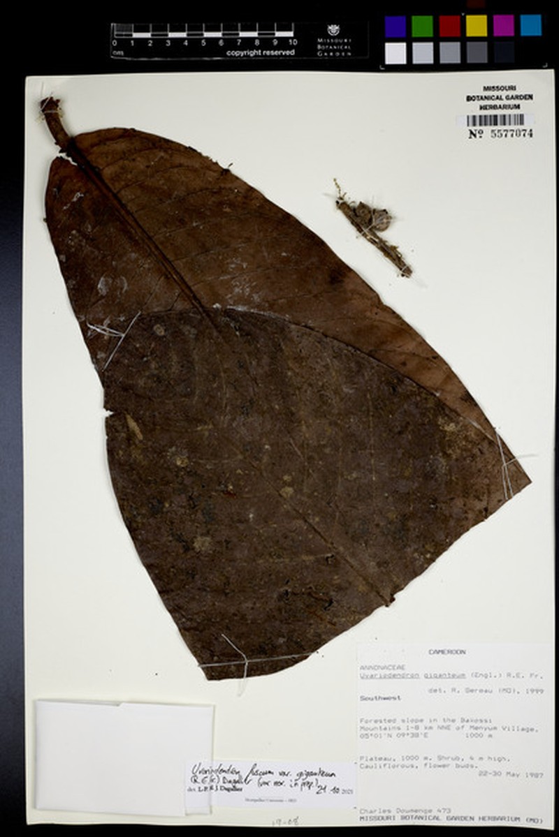 Uvariodendron fuscum var. giganteum