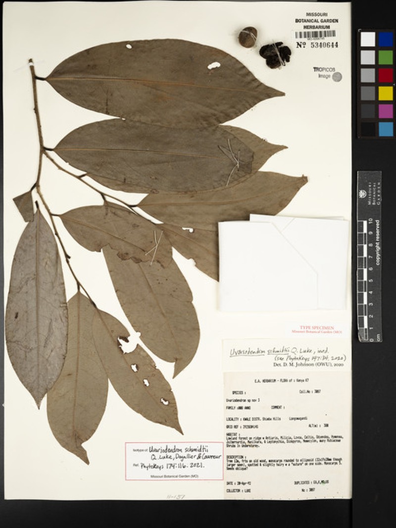 Uvariodendron schmidtii